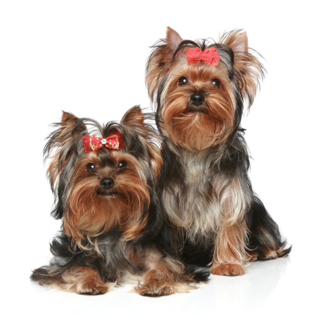 living yorkie what s johnny depp doing living abroad living yorkie what s johnny depp doing living abroad