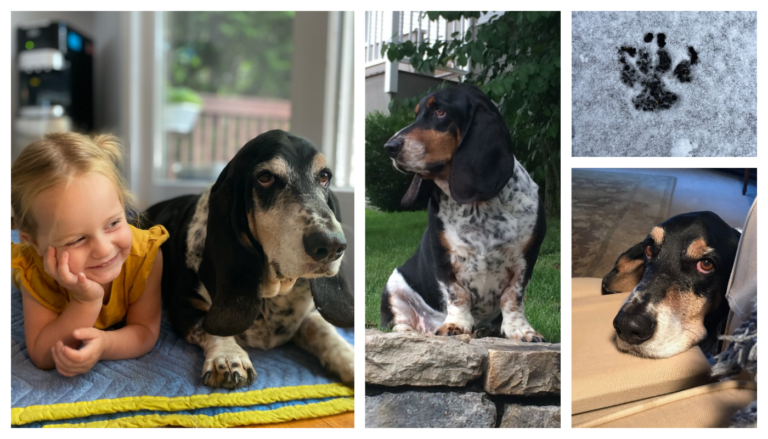 When Pets and Global Mobility Intersect